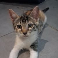 MORPHEE, chatte à adopter