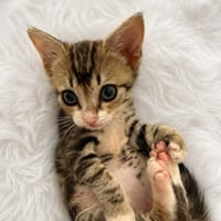 BOULETTE, chat à adopter