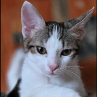 LILITH, chatte à adopter