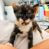 MARIAH, chatte à adopter