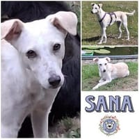 SANA * sensibles Hundemädchen, Hund zur Adoption
