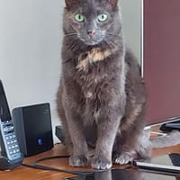 MALEIKA - eine Prinzessin sucht ihr Schloß, Katze zur Adoption