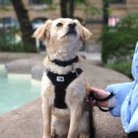 Maja sucht ein neues Zuhause, Hündin zur Adoption