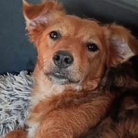 Katzenverträgliche Junghündin Samira, Hündin zur Adoption