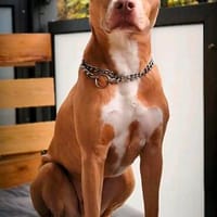 MURPHY - eine imposante Erscheinung!, Hund zur Adoption
