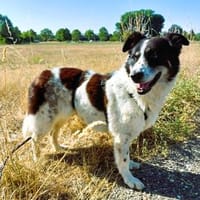 Liebe LUNA wartet in PLZ 76707 auf Besuch, Hündin zur Adoption