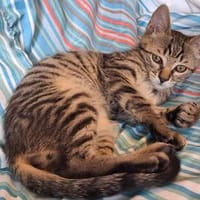 Bijou & Hilde Kitten, Kater zur Adoption
