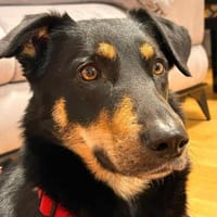 Tolle Fanny sucht warmes Körbchen, Hündin zur Adoption
