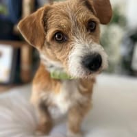 Manolito  menschenbezogen, verschmust und lernfreudig, Hund zur Adoption