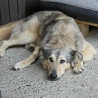 Petra  sensibel, neugierig und treu, Hündin zur Adoption