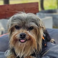 Esha ist neugierig und freundlich, Hündin zur Adoption