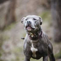 Nilo American Staffordshire Terrier sucht erfahrenes Zuhause, Hund zur Adoption
