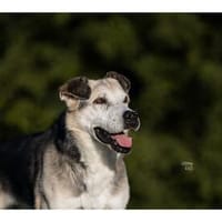 Opi - wartet in 74417 GschwendHundsberg, Hund zur Adoption