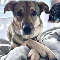 Hündin Lindy verliert ihr Zuhause. Sucht dringend, Hündin zur Adoption