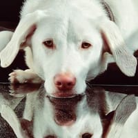 Aiko  ruhig, menschenbezogen familienfreundlich, geeignet f, Hund zur Adoption