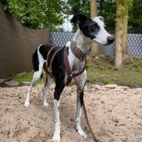 Corbato - Zuhause gesucht, Hund zur Adoption