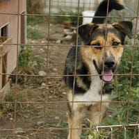 Liebevolles Zuhause für Nero gesucht, Hund zur Adoption