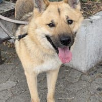 Nikita, Hund zur Adoption