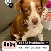 Treue RUBY möchte ankommen, Hündin zur Adoption