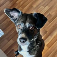 Cooler Partner in Crime- Cosmo, Hund zur Adoption