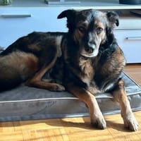 Luna sucht ein neues Zuhause, Hündin zur Adoption
