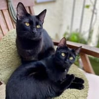 Tom & Ruby - Tolle Lackfellchen suchen  Familie, Kater zur Adoption