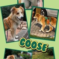 lieber hübscher Goose auf PSin 90579, Hund zur Adoption