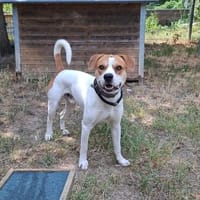 Oakley, Hund zur Adoption