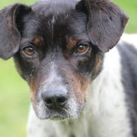 Borio - zutraulich u. liebenswert, Hund zur Adoption