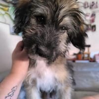 Zuckersüße Lotta sucht ihr Zuhause, Hündin zur Adoption