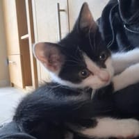 Babykater Fiete, Kater zur Adoption