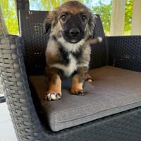 Fritzi  die Entdeckerin mit dem neugierigen Blick, Hündin zur Adoption