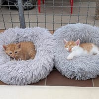 Max und Moritz, Kater zur Adoption