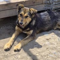 Gyoza, wer verliebt sich in sie?, Hündin zur Adoption