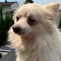 Chibo° in 86529 Schrobenhausen, Hund zur Adoption