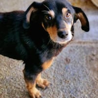 Bogi, 8 Jahre, handlich und lieb, Hund zur Adoption