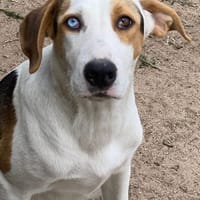 Shaman mit den tollen Augen, Hündin zur Adoption
