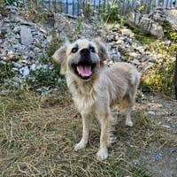 Neugierige freundliche Olga, Hündin zur Adoption