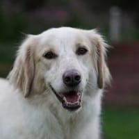 Gaia - wartet in 45549 Sprockhövel, Hündin zur Adoption