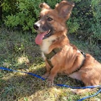 Jerome - freundlich und verträglich, Hund zur Adoption