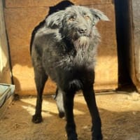 Tiffy ist neugierig, aber unsicher, Hündin zur Adoption