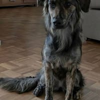 Felicia, Hündin zur Adoption