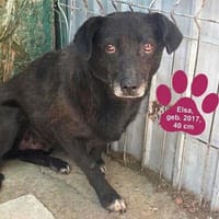 Freundliche Elsa sucht ein ruhiges Zuhause mit Herz, Hündin zur Adoption