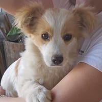 Aufgeweckte Junghündin Veta, Hündin zur Adoption