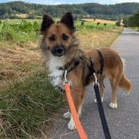 Mira sucht ihre Menschen, Hündin zur Adoption