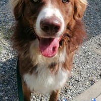 Vermittlungshilfe Aramis; 88239 Amtzell, Hund zur Adoption