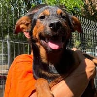 Trisztan auf Pflegestelle in 22941 Bargteheide, Hund zur Adoption