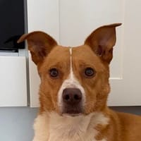 Murgo, geb. ca. 06/2023, 48565 Steinfurt, Hund zur Adoption