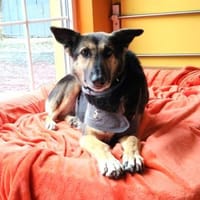 GALA - Schüchterne Schönheit - in D, Hündin zur Adoption