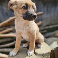 Emrah ist bereit für seine eigene Familie, Hund zur Adoption